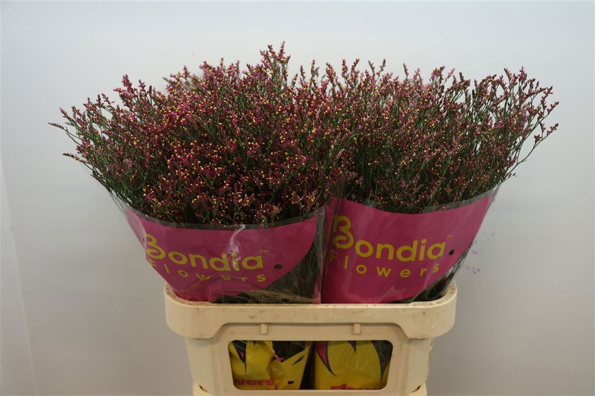 Limonium Sin Scarlett Diamond 80cm 25gram