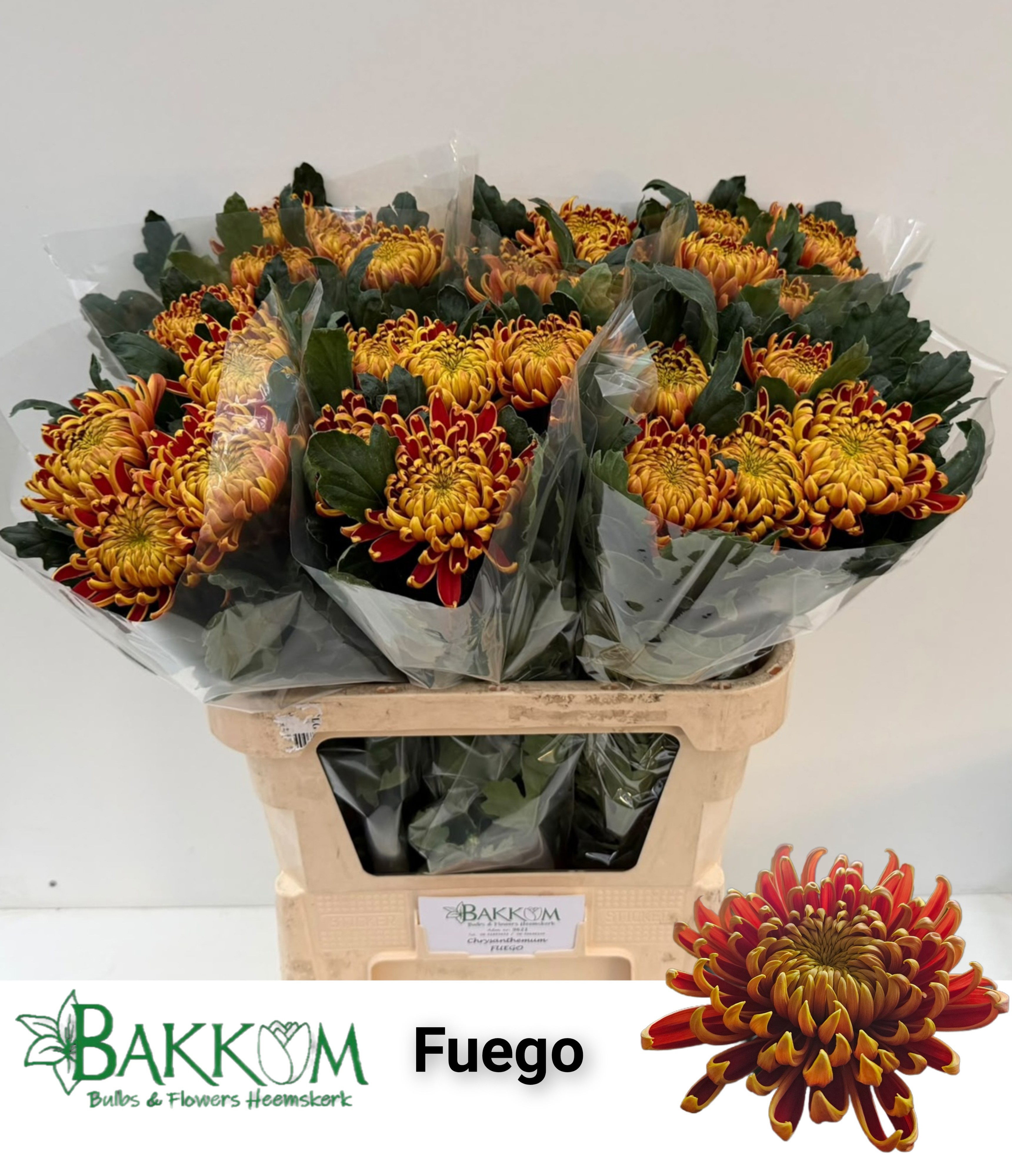 Chrys Single Fuego 80cm 115gram