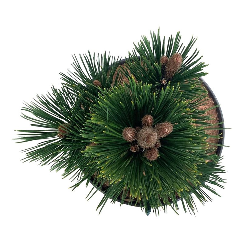 Picture of Pinus held. 'Malinki'