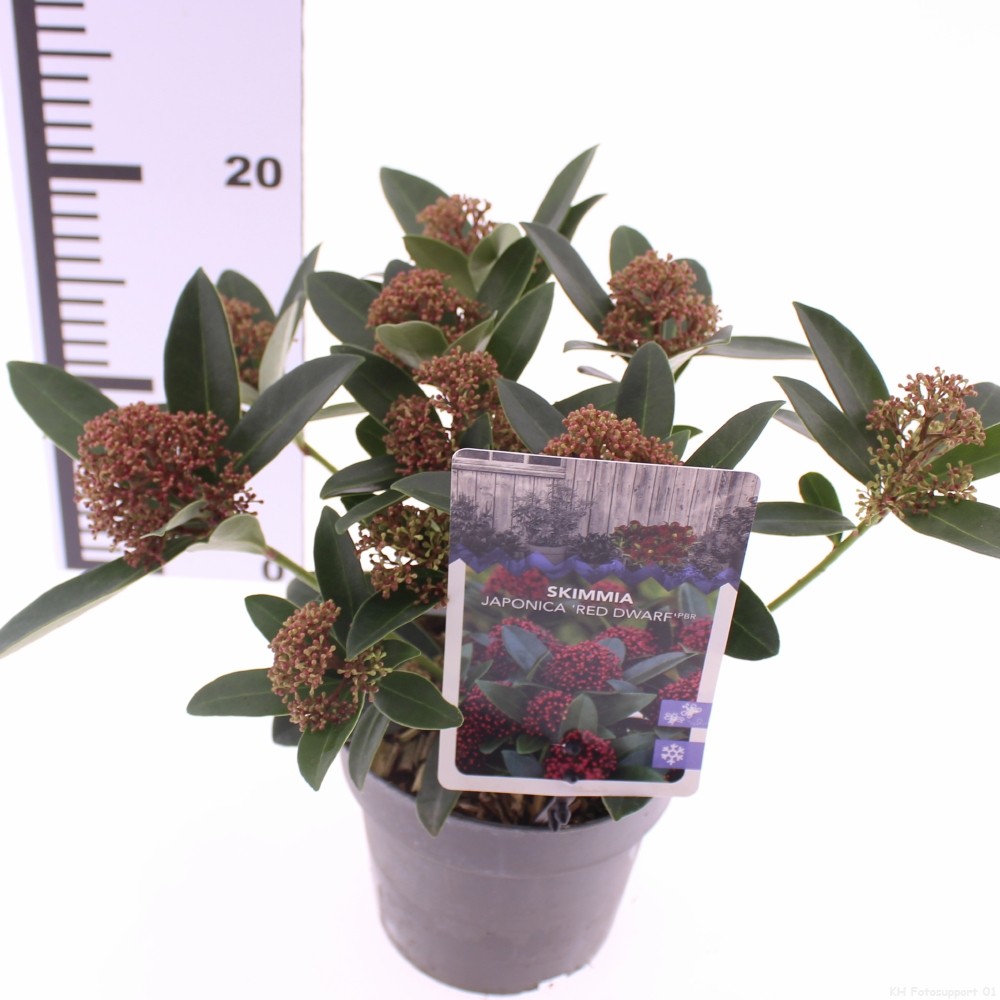 Picture of Skimmia jap. 'Red Dwarf'