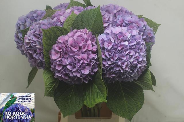 Hydrangea Hilde Blue 70cm 20Ø