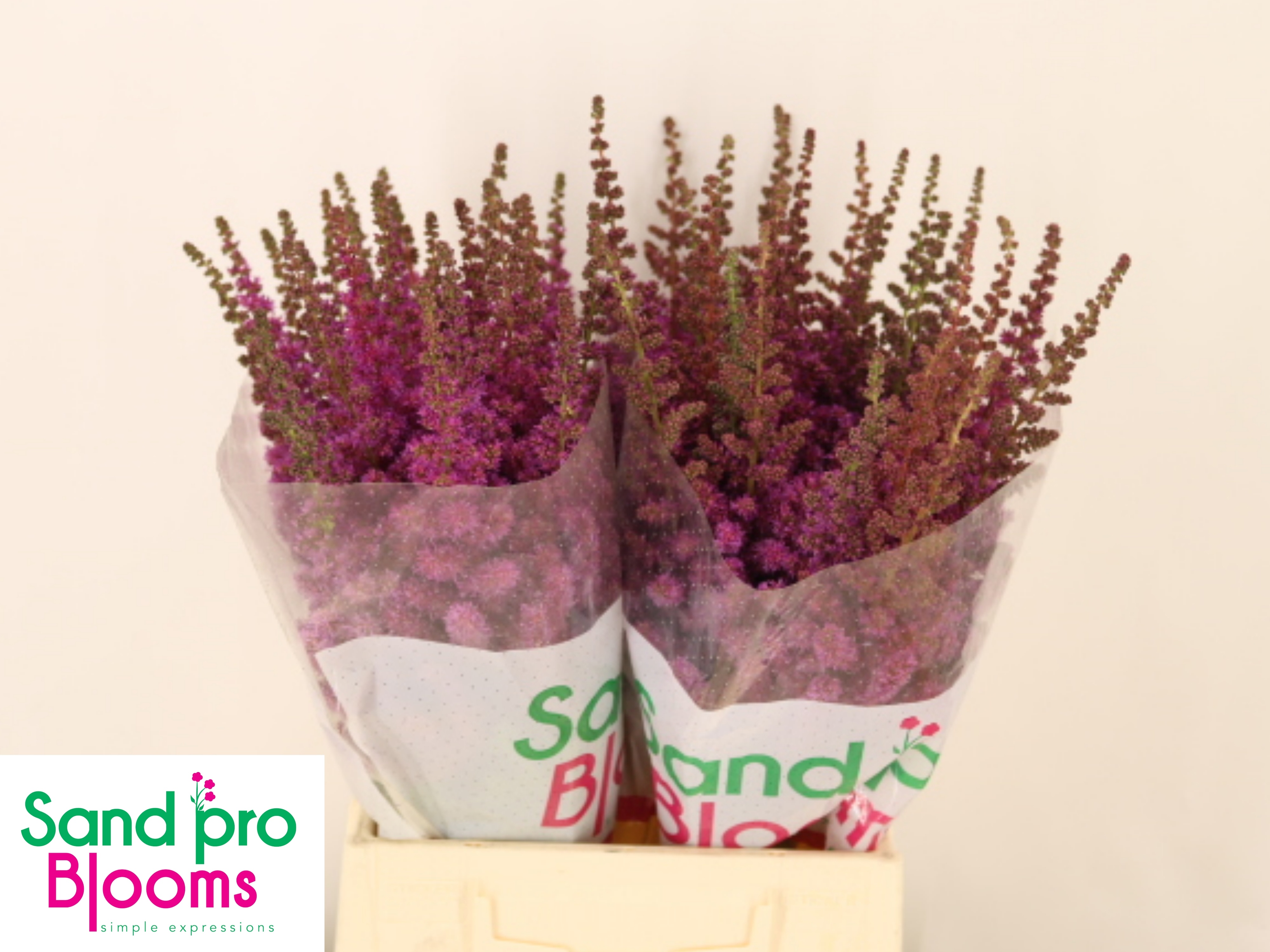 Astilbe Black And Blue 50cm