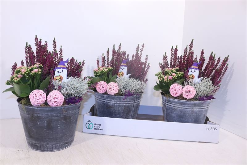 Arr Tuinplanten 22P 38cm