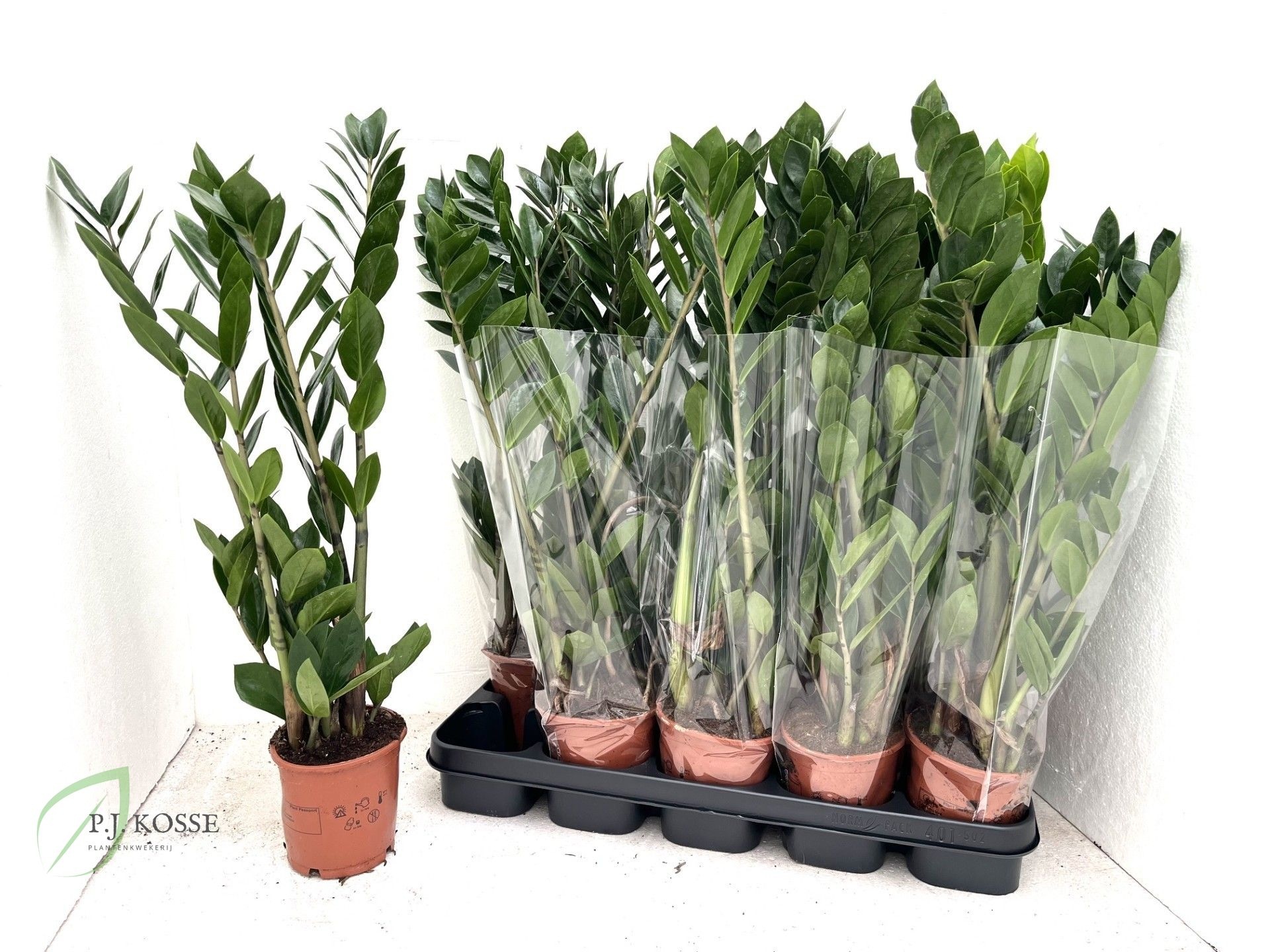Zamioculcas Zamiifol 12Ø 65cm