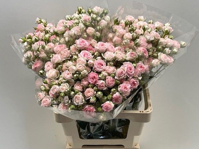 Rosa Spr Kate-lynn 60cm