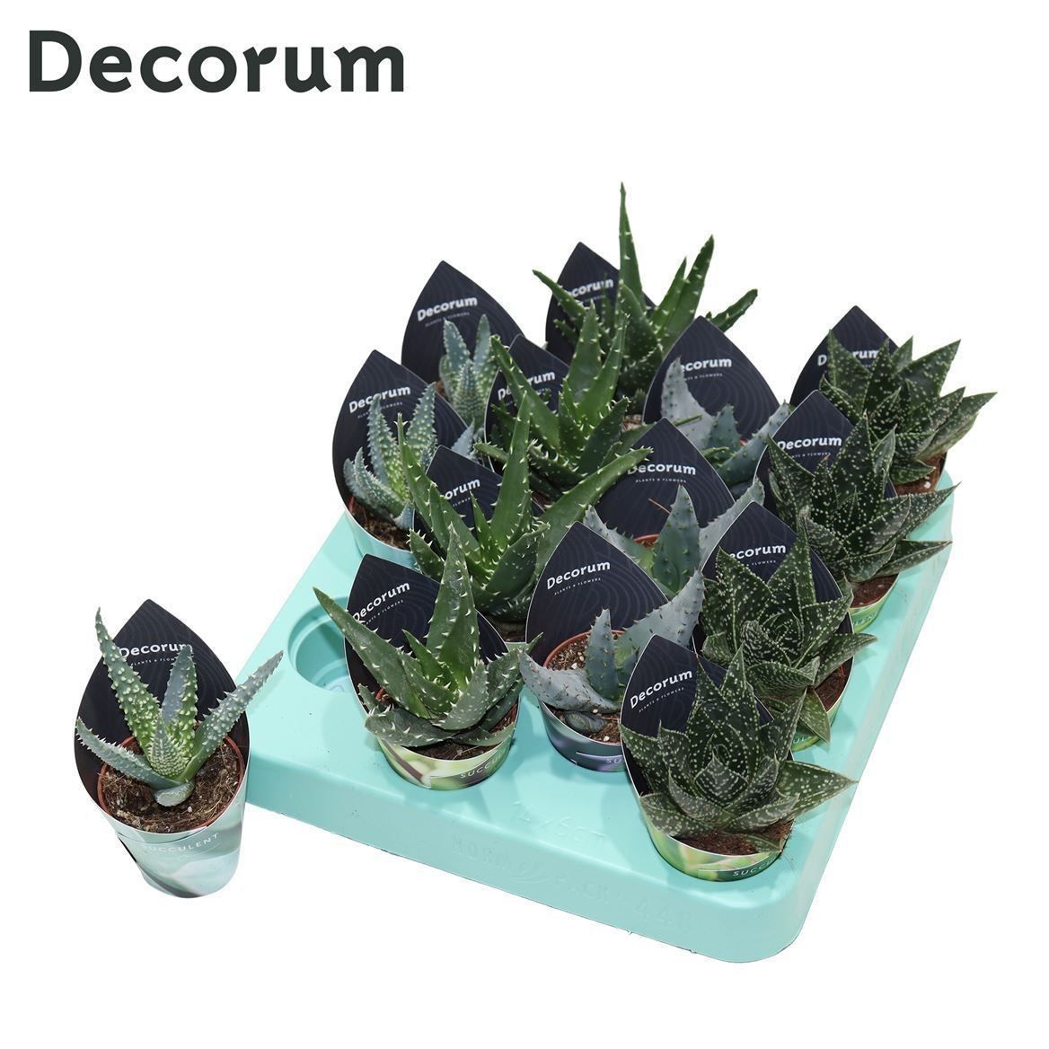 Picture of Aloë 4 varieties (Decorum) P5 12CM