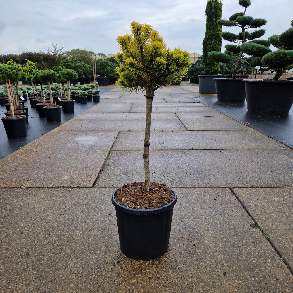 Picture of Pinus mugo Carsten's Wintergold C12 50/STD (LOOSE)