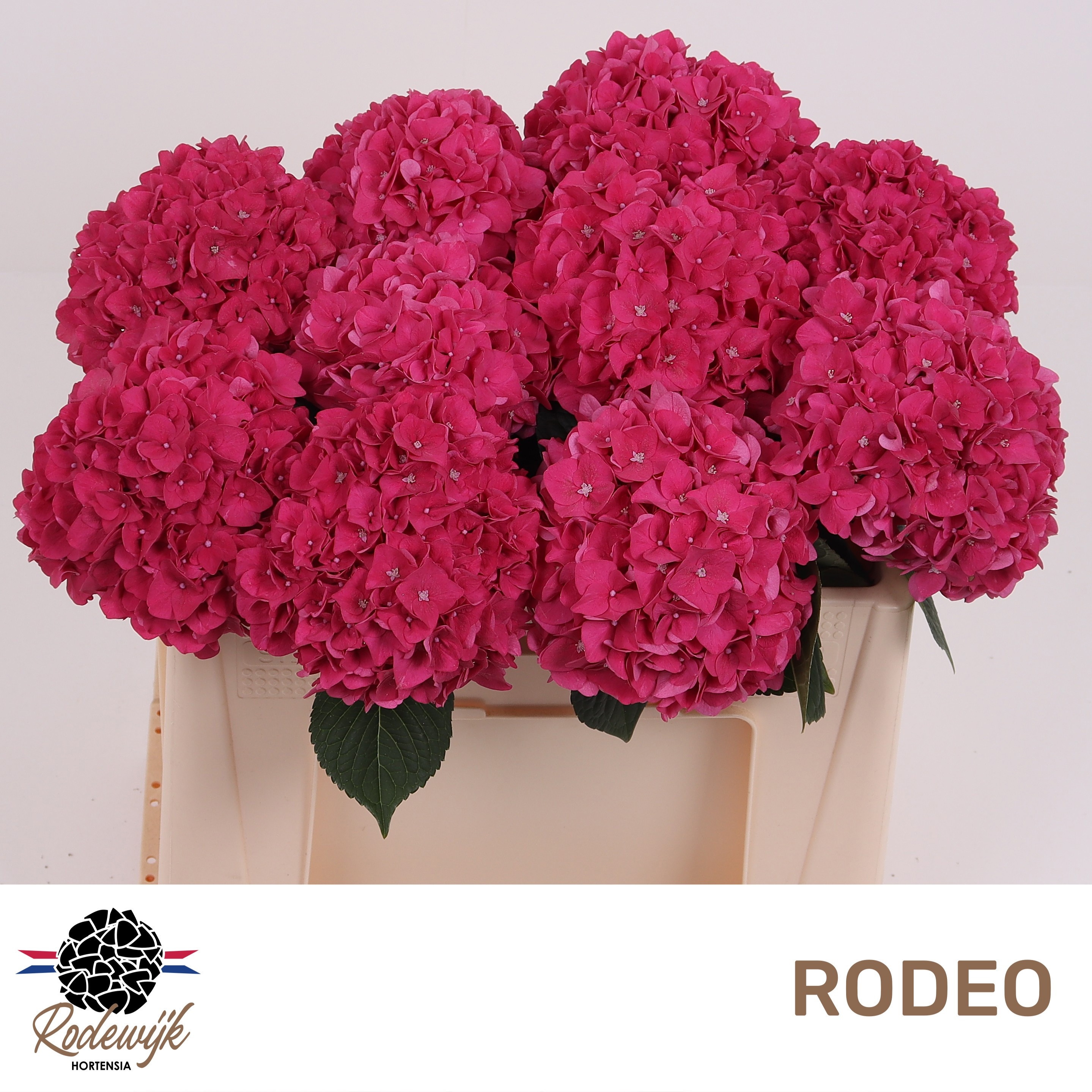 Hydrangea Rodeo Dark Pink 50cm 15Ø