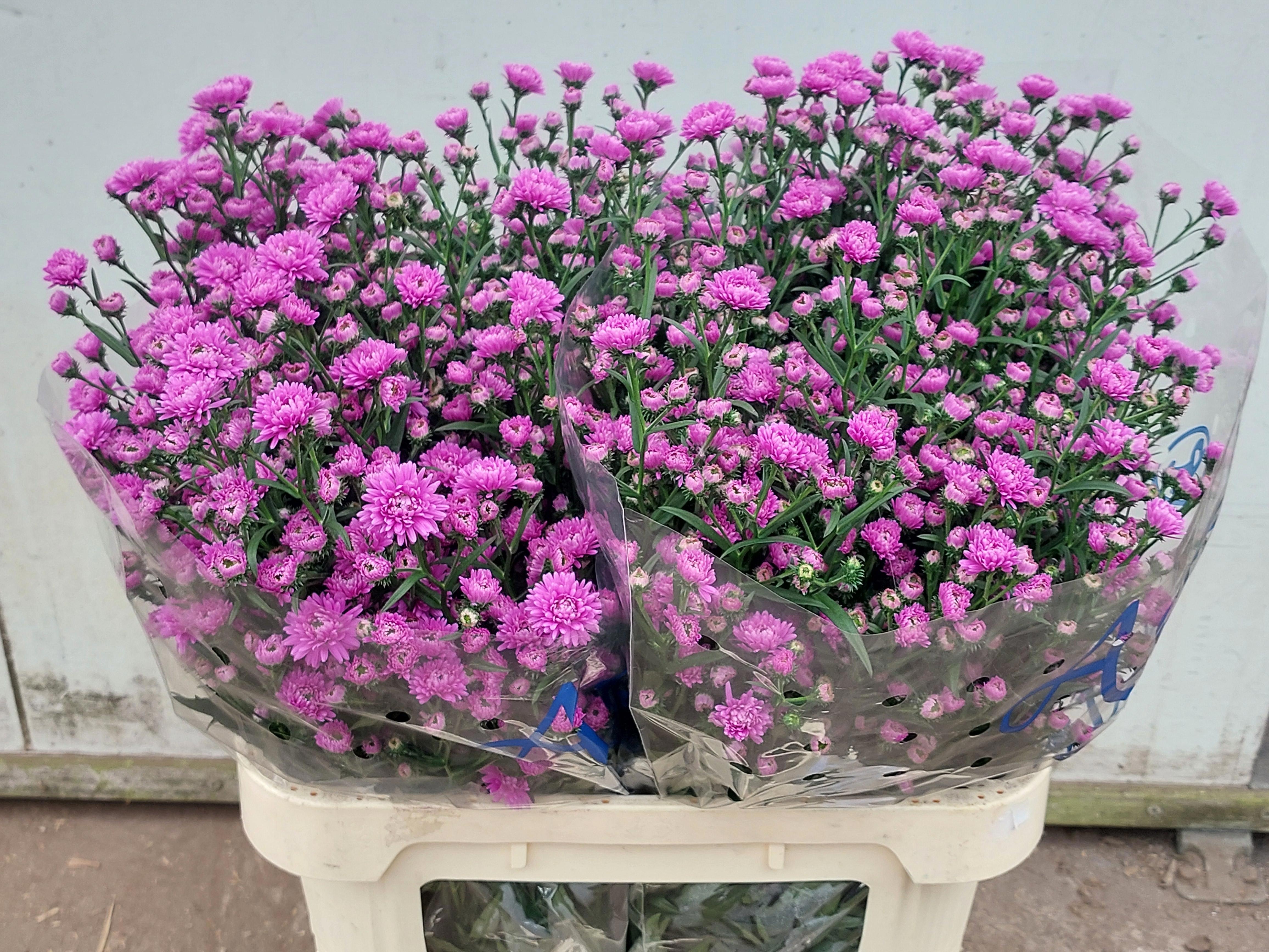 Aster Astee Baby Pink 80cm 30gram