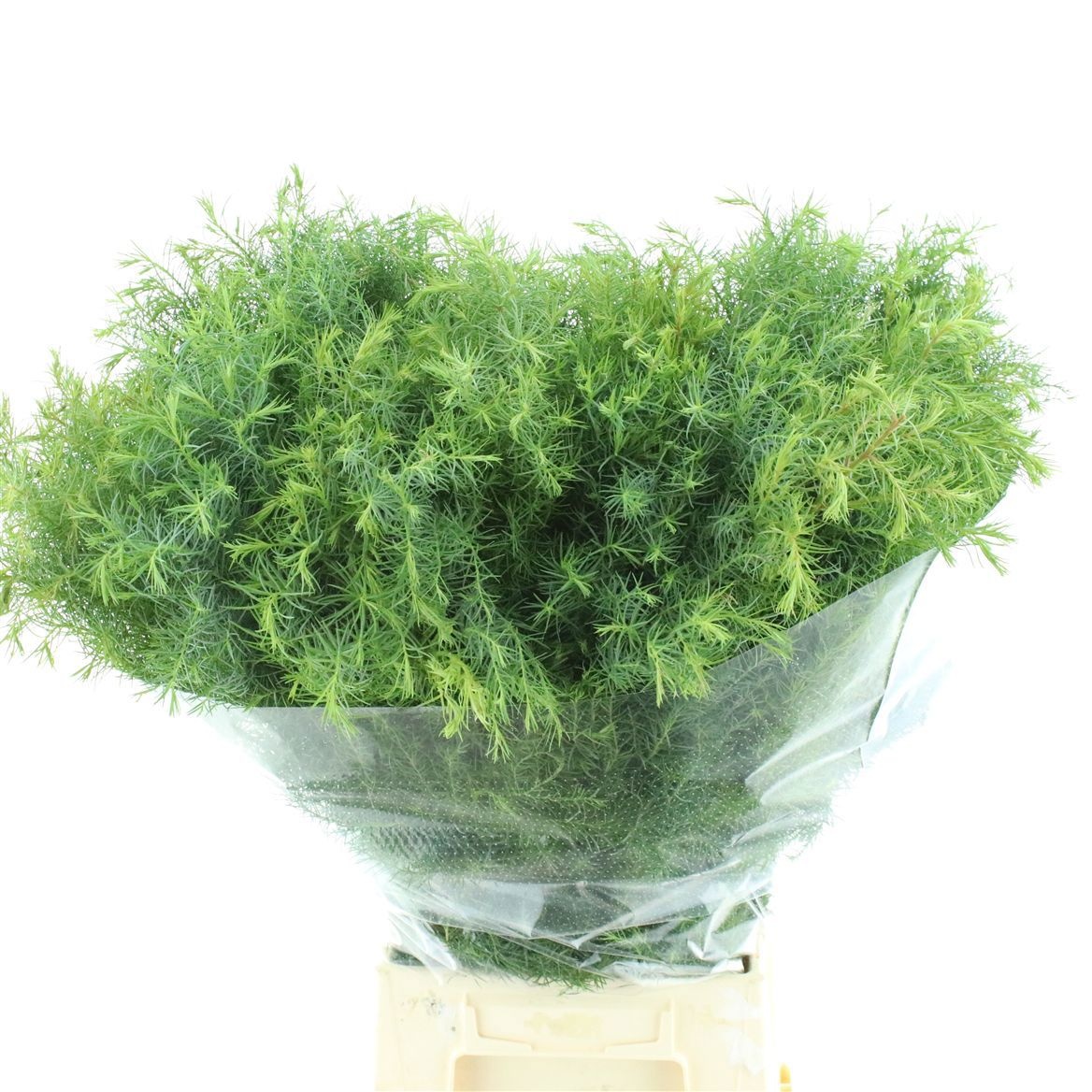 Cryptomeria Crist/bos 60cm 400gram