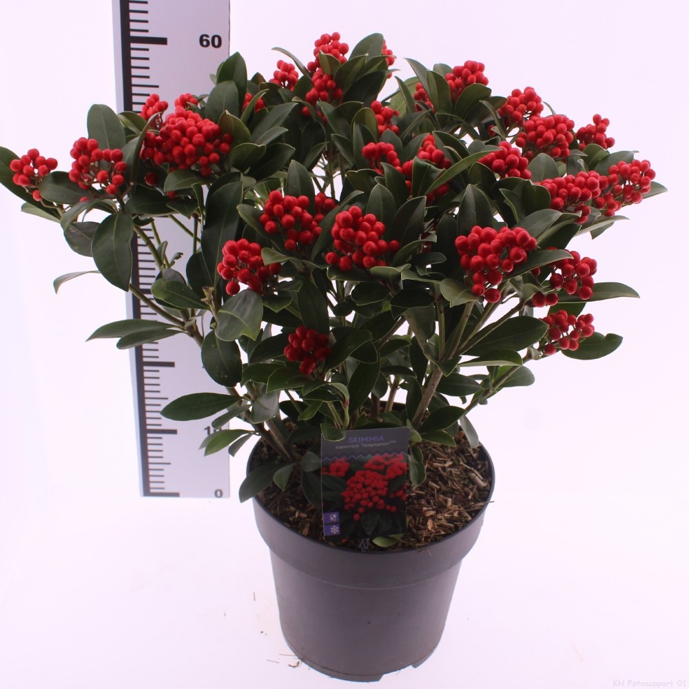 Picture of Skimmia jap. 'Temptation'