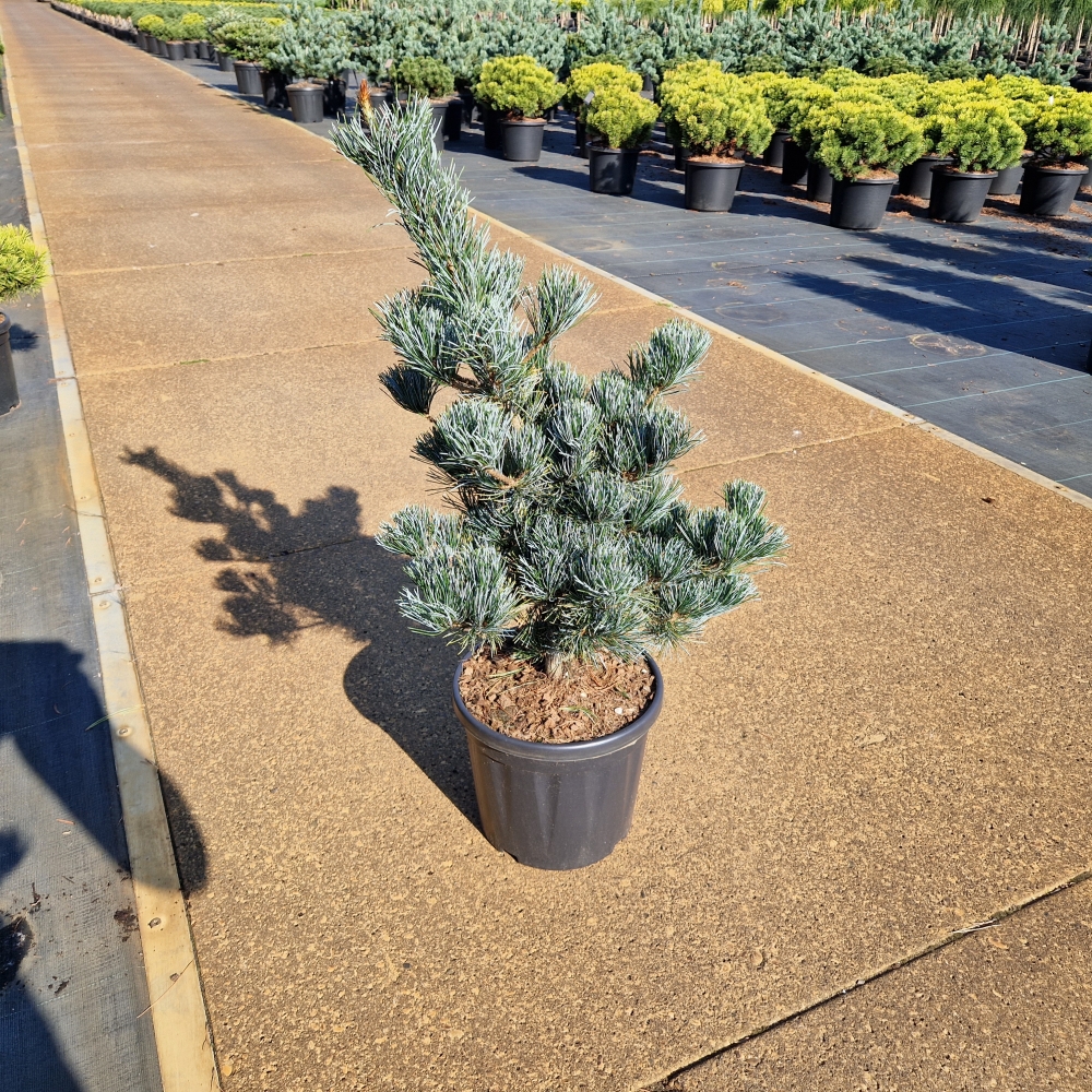 Picture of Pinus parviflora Aui C8 40/50