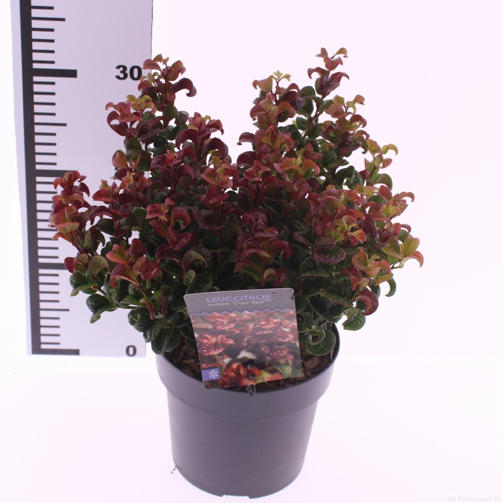 Picture of Leucothoe axillaris 'Curly Red'