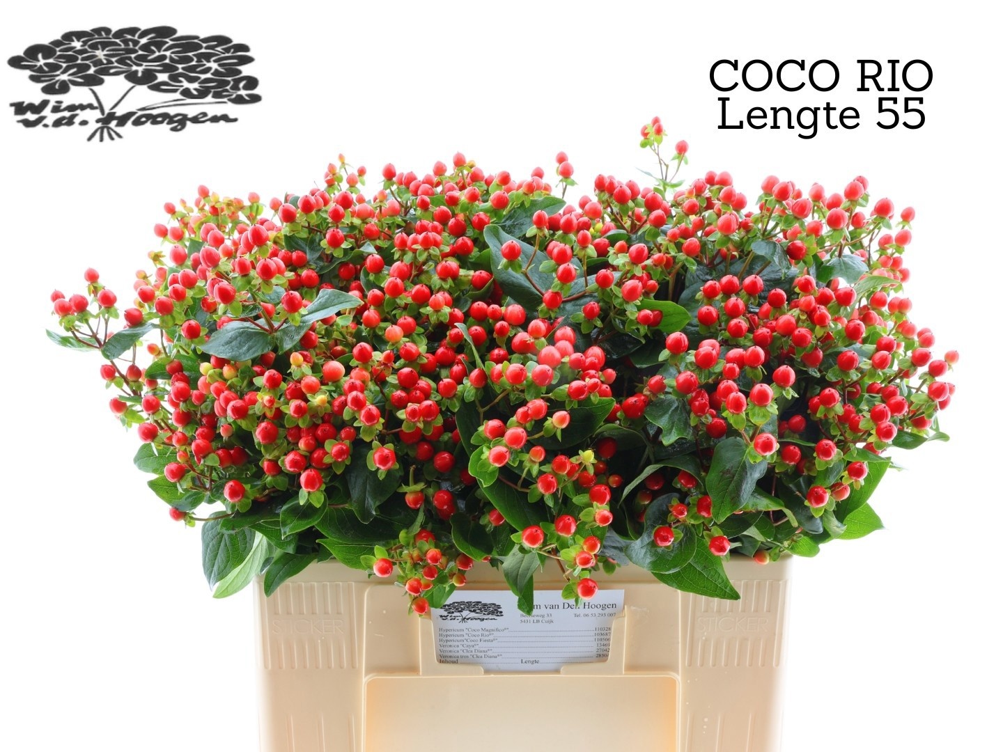 Hyp Coco Rio