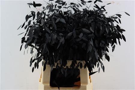 Dried/preserved Flowers Misc 70cm