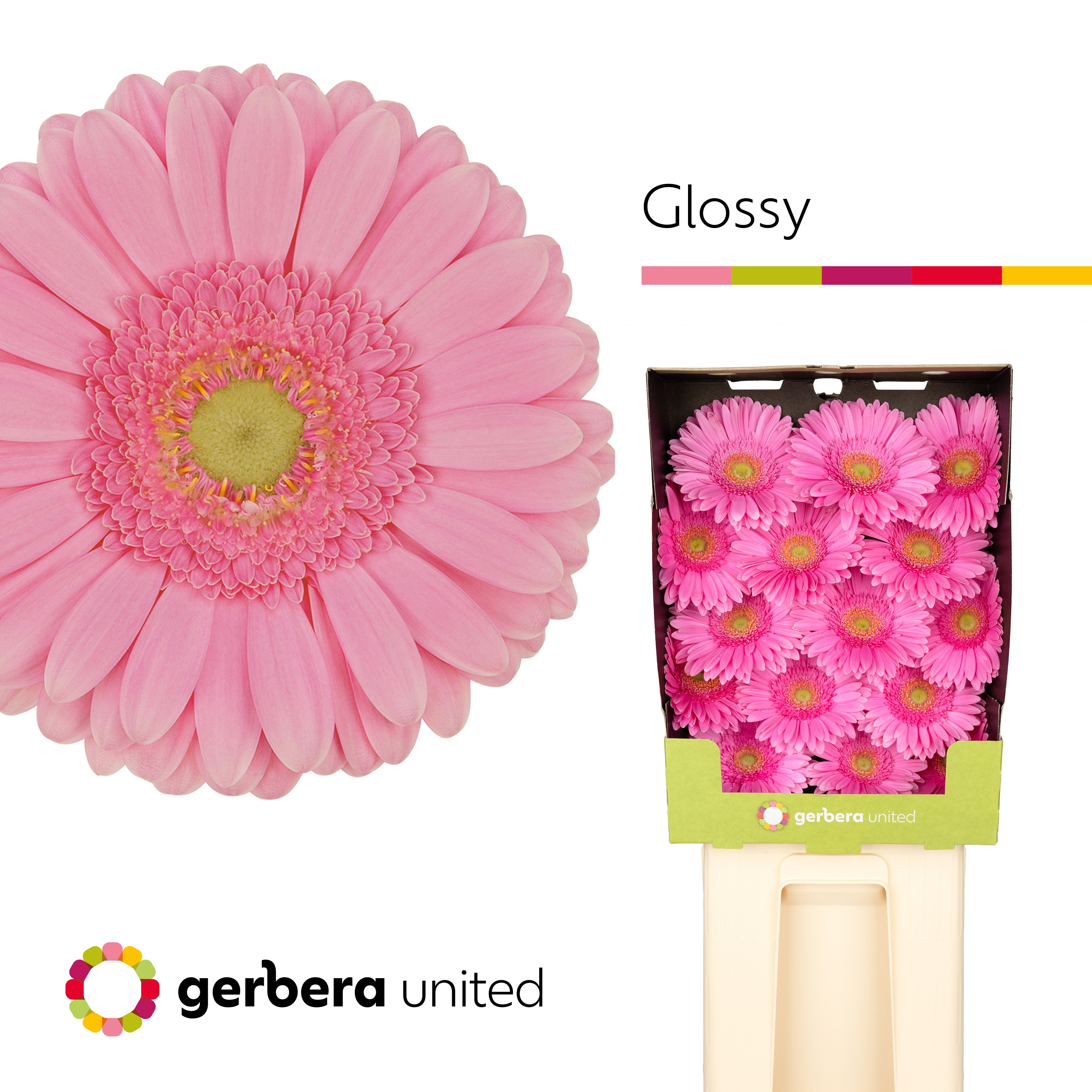 Ge Gr Glossy