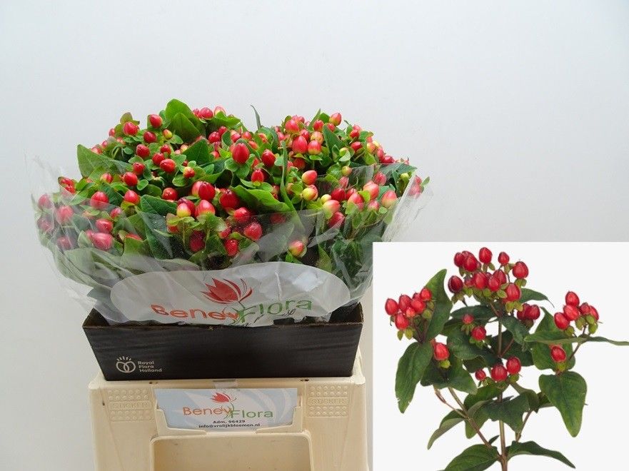 Hypericum Triumph 40cm