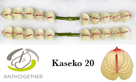 Anth A Kaseko