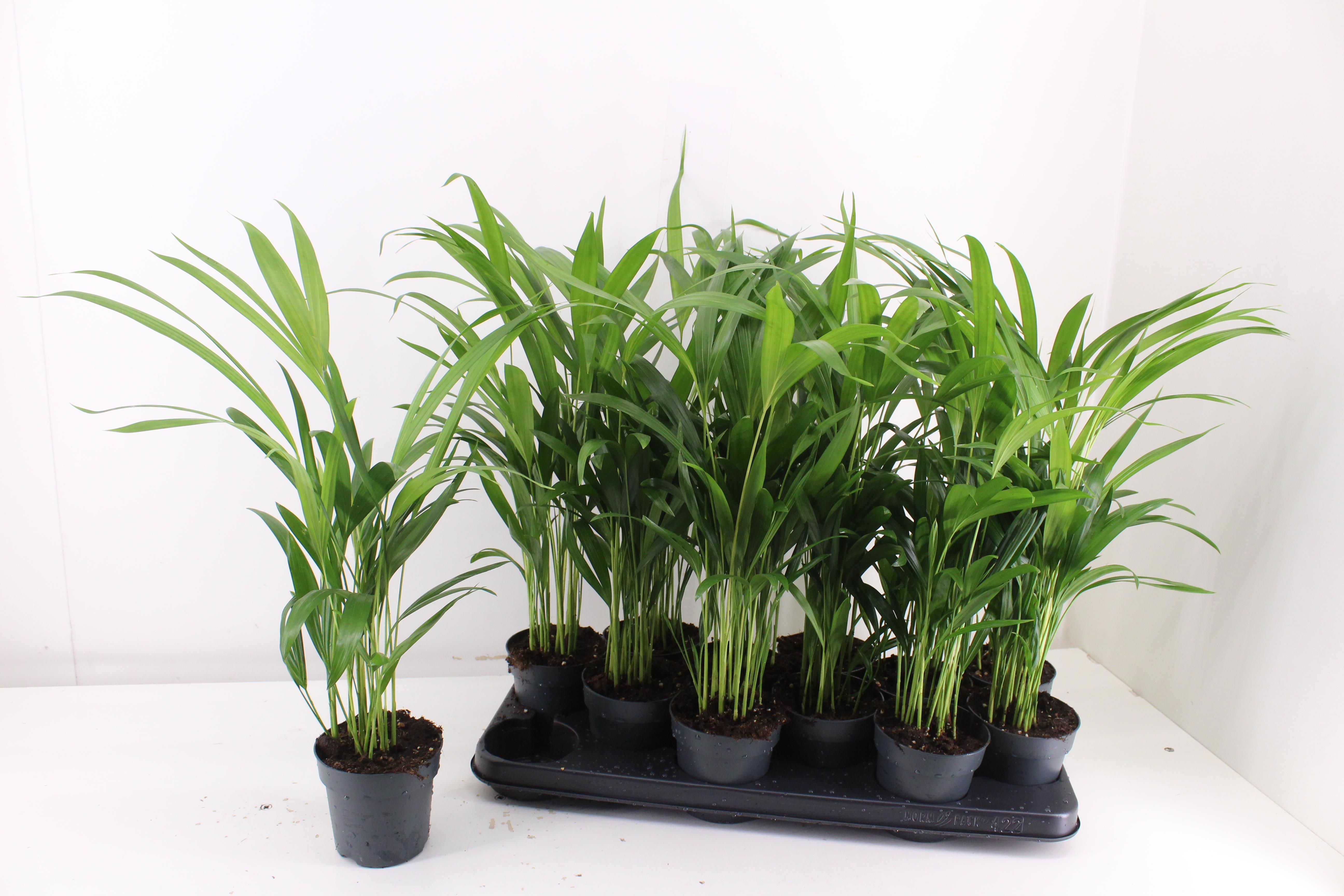 Chrysalidocarpus Lut 510Ø 45cm
