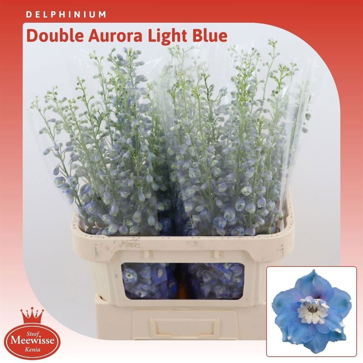 Delph El Aurora Blue