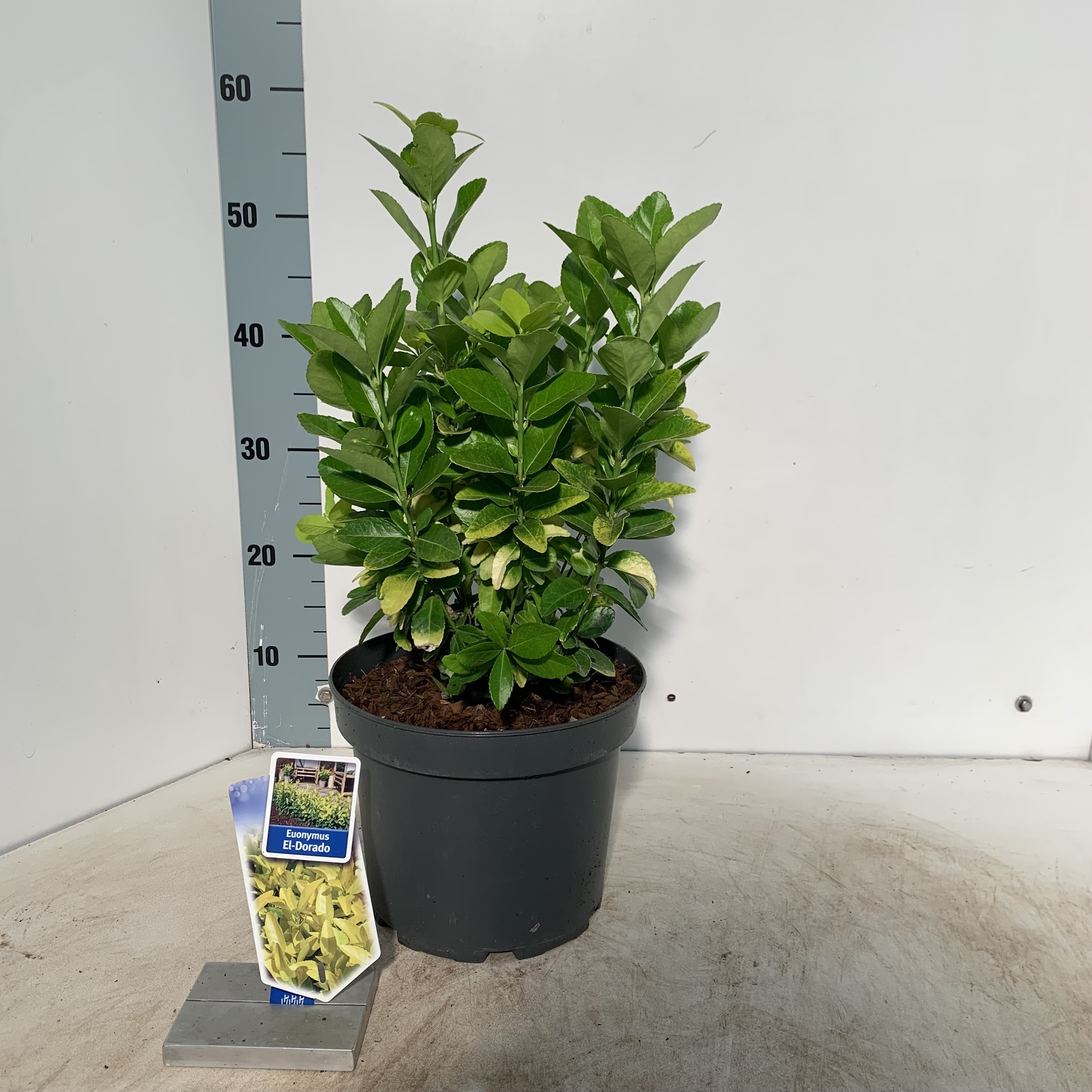 Picture of Euonymus jap. El-Dorado P23 (5 Ltr) (LOOSE)