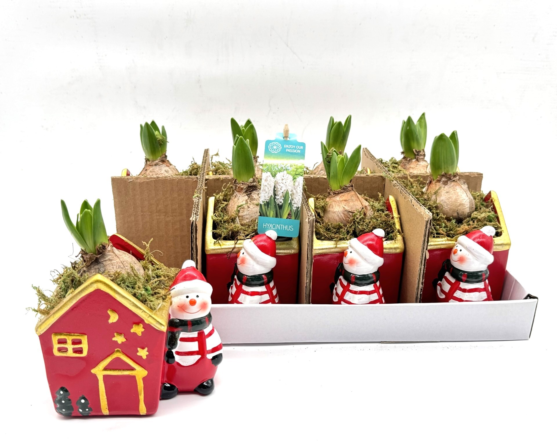 Picture of Hyacinthus X-mas Santa Home P12