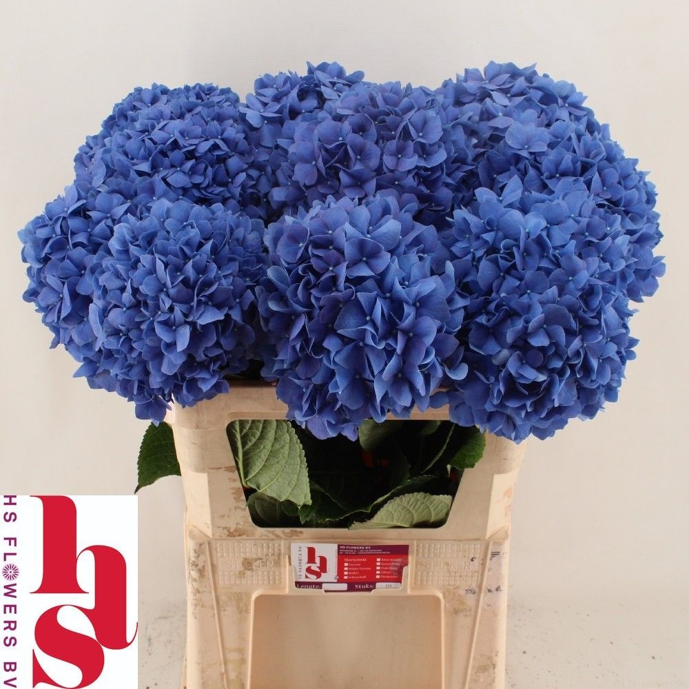 Hydrangea Pimpernel 80cm 24Ø