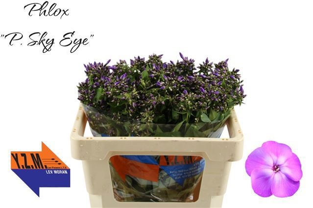 Phlox P Sky Eyes 50cm