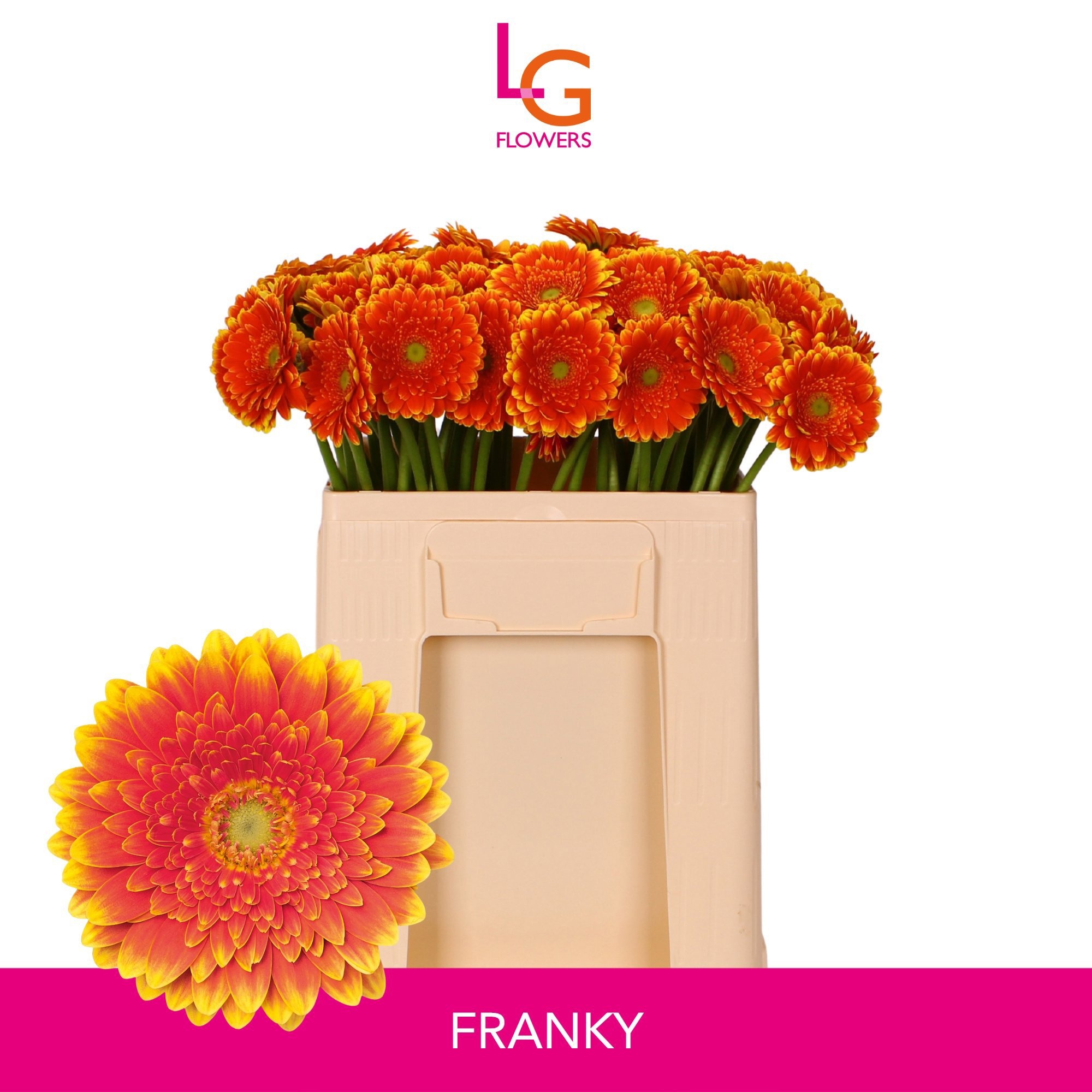 Ge Mi Franky