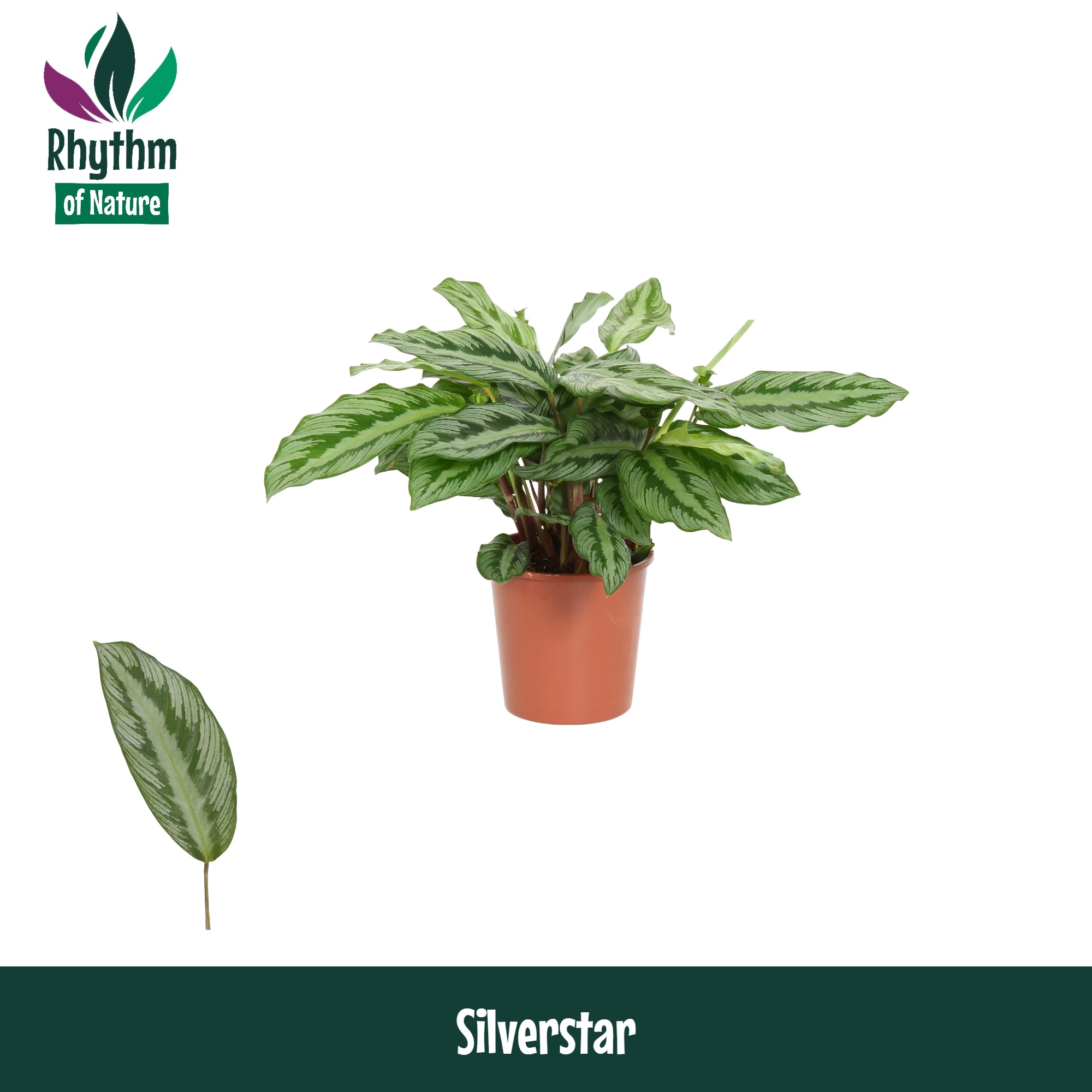 Calathea 12cm Silverstar - Rhythm Of Nature