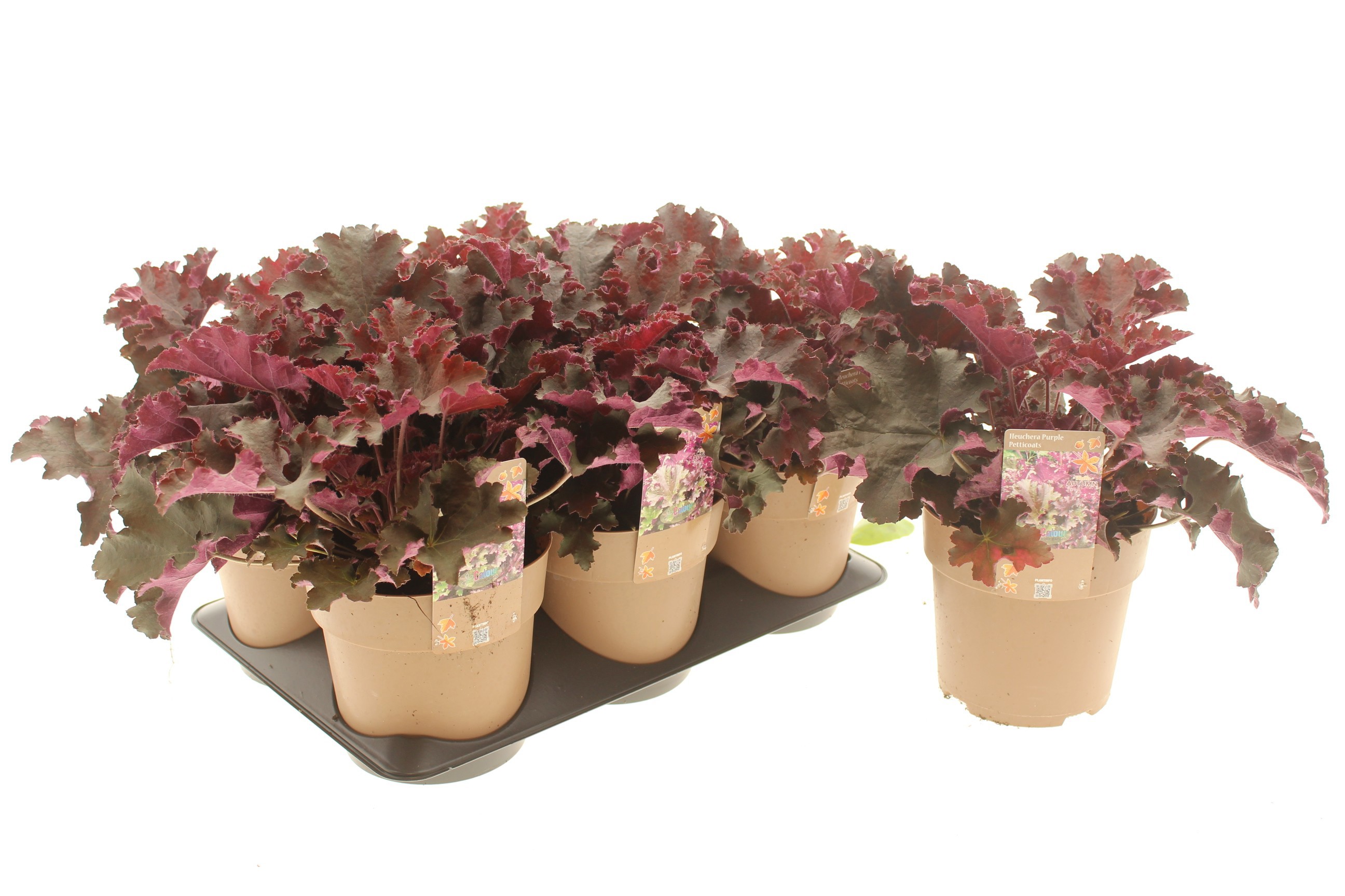 Heuchera 'Purple Petticoats'