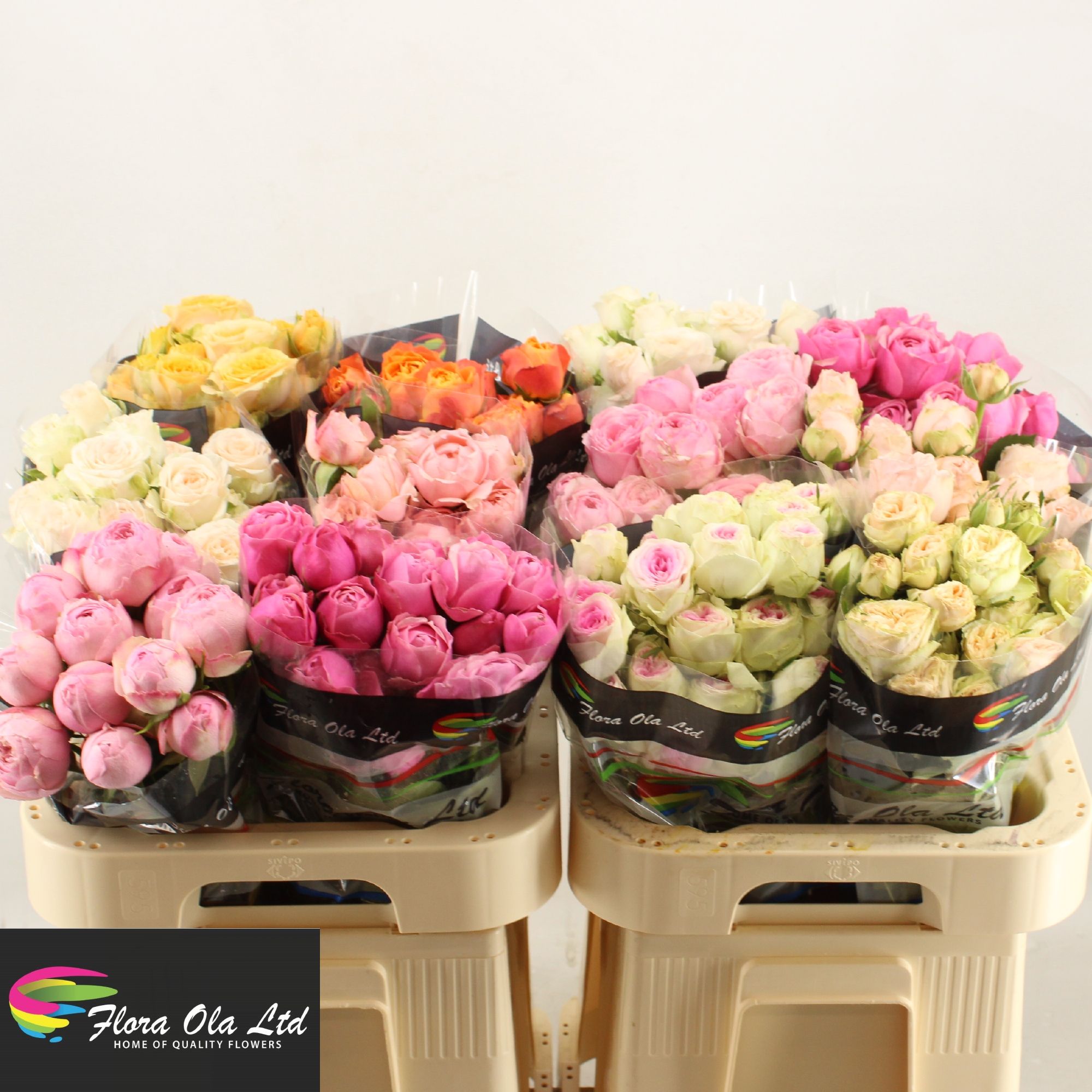 Rosa Spr Mixed In Fust 60cm