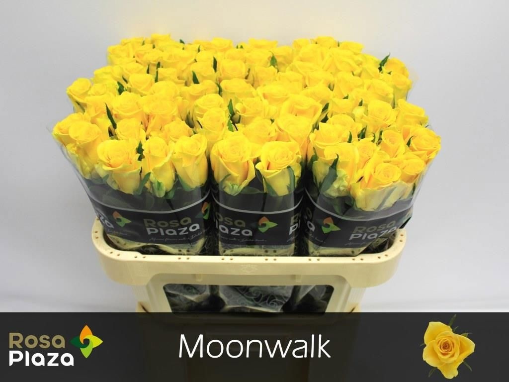 Rosa Moonwalk 70cm