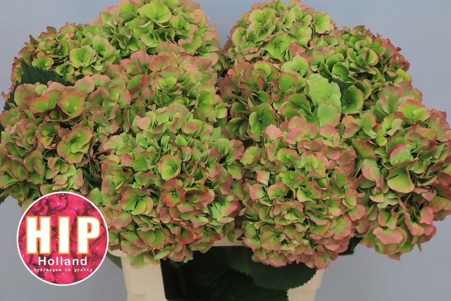 Hydrangea Verena Classic Pink 60cm 20Ø