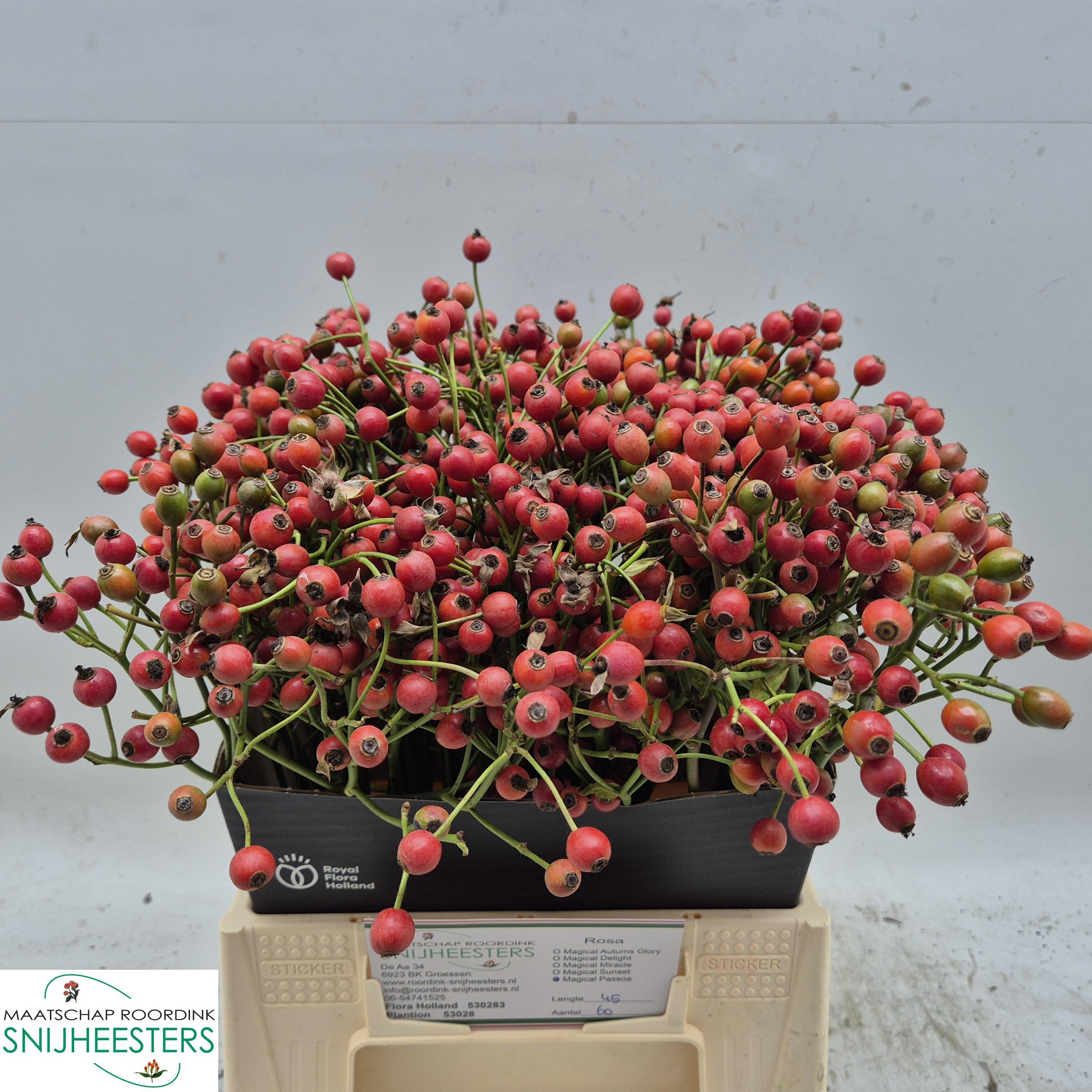 Rosa Magical Passoa 45cm