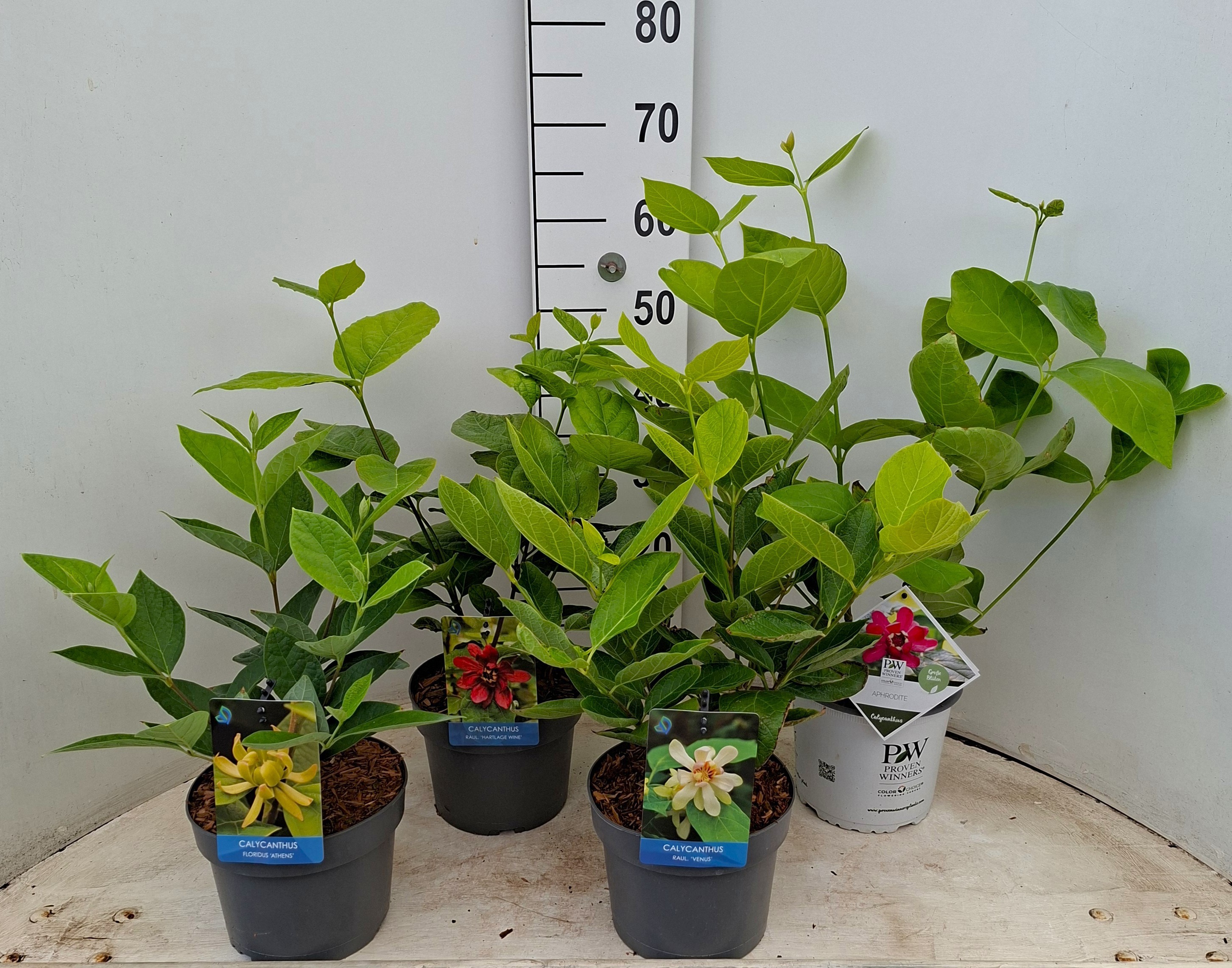 Calycanthus in soorten