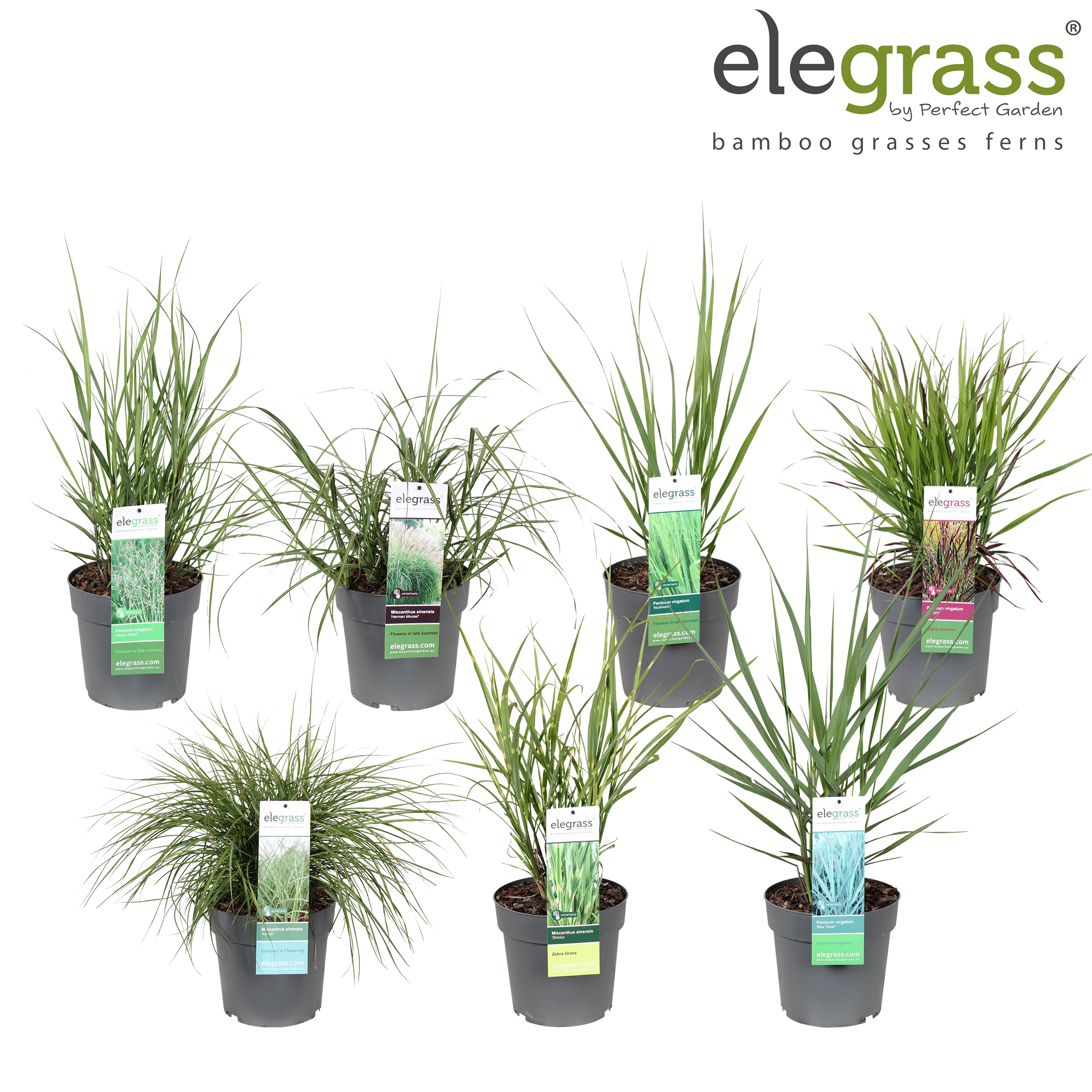 Picture of Grassen mix shelve - Elegrass Hardy Ornamentals P23