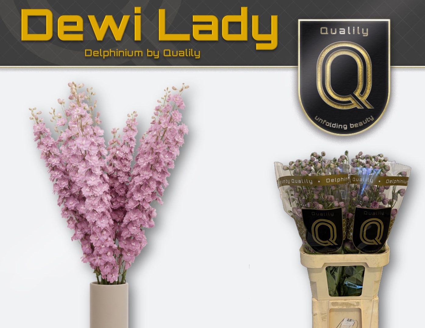 Delph El Dewi Lady