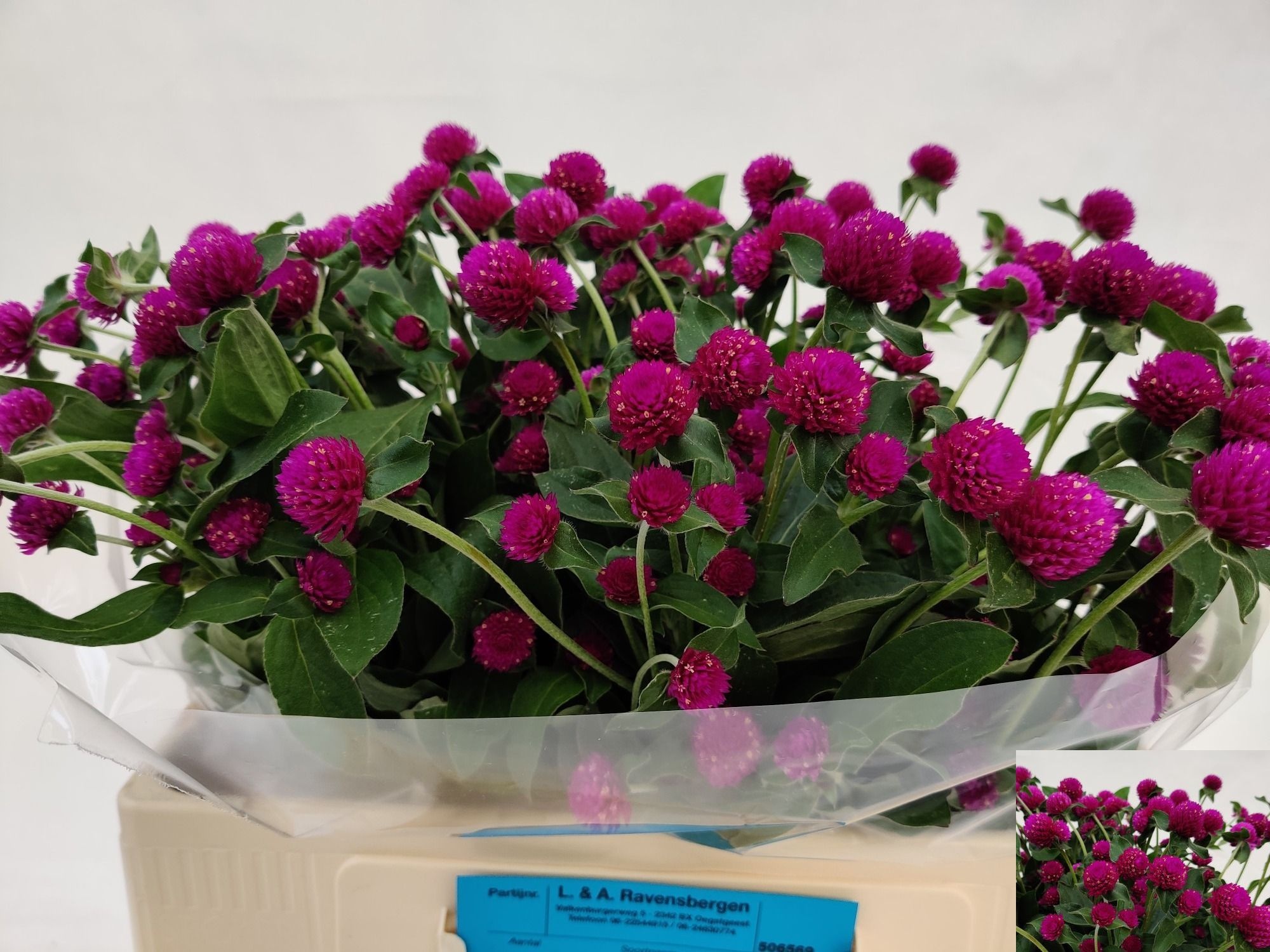 Gomphrena Orange 50cm