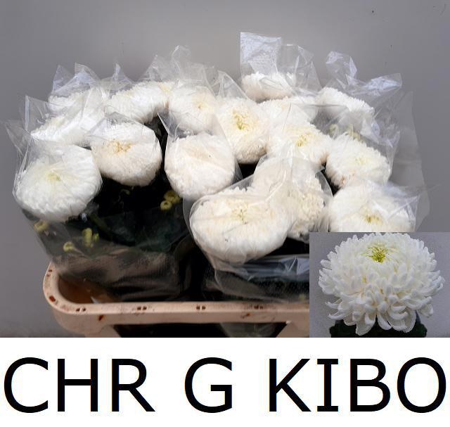 Chr G Kibo 70cm 140gram