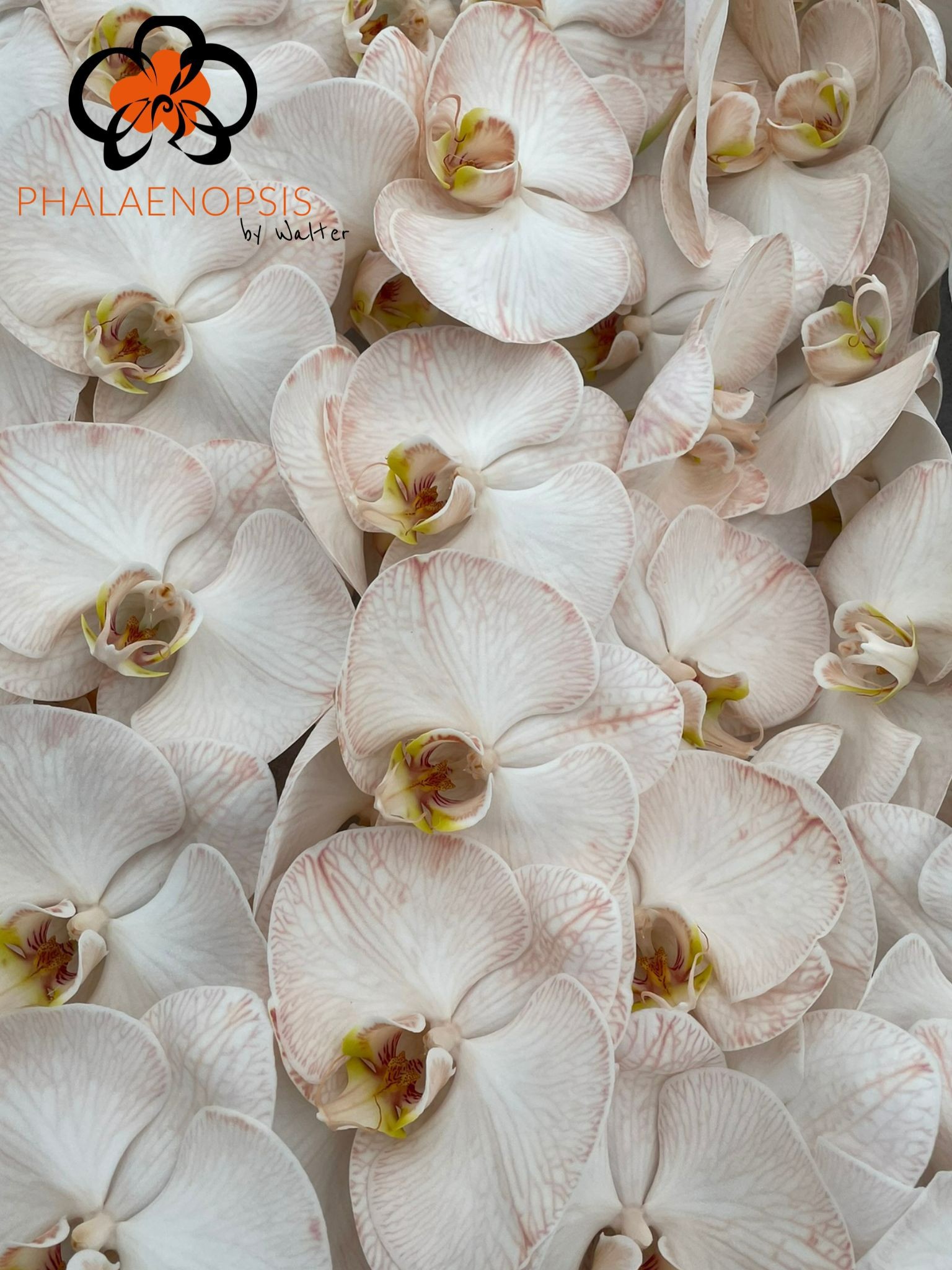 Phal Coloured Caramel