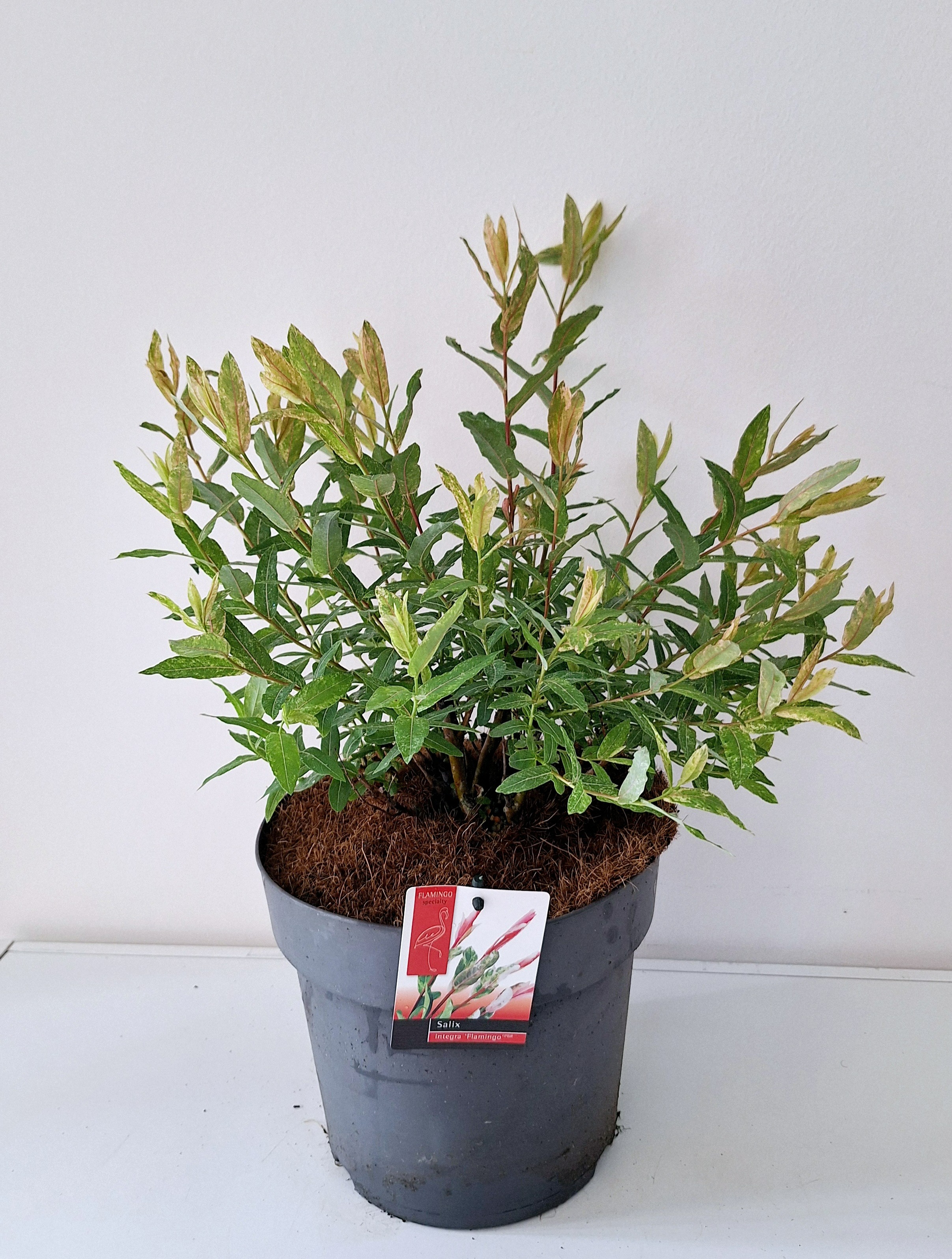 Picture of Salix Flamingo Bush P23