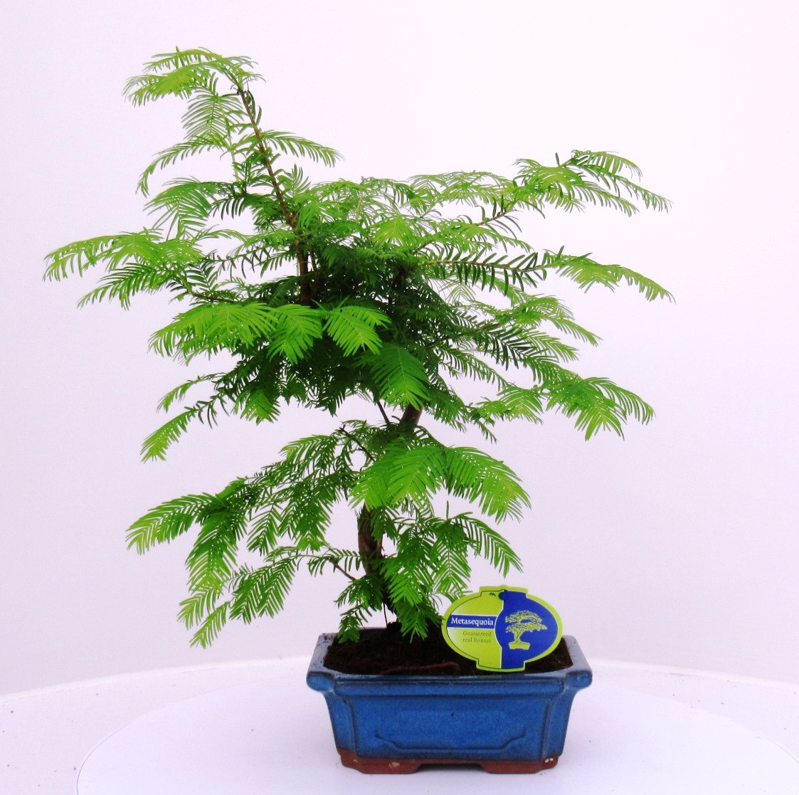 Picture of Metasequoia glyptostroboides 19cm shape, without drip tray P19 40CM