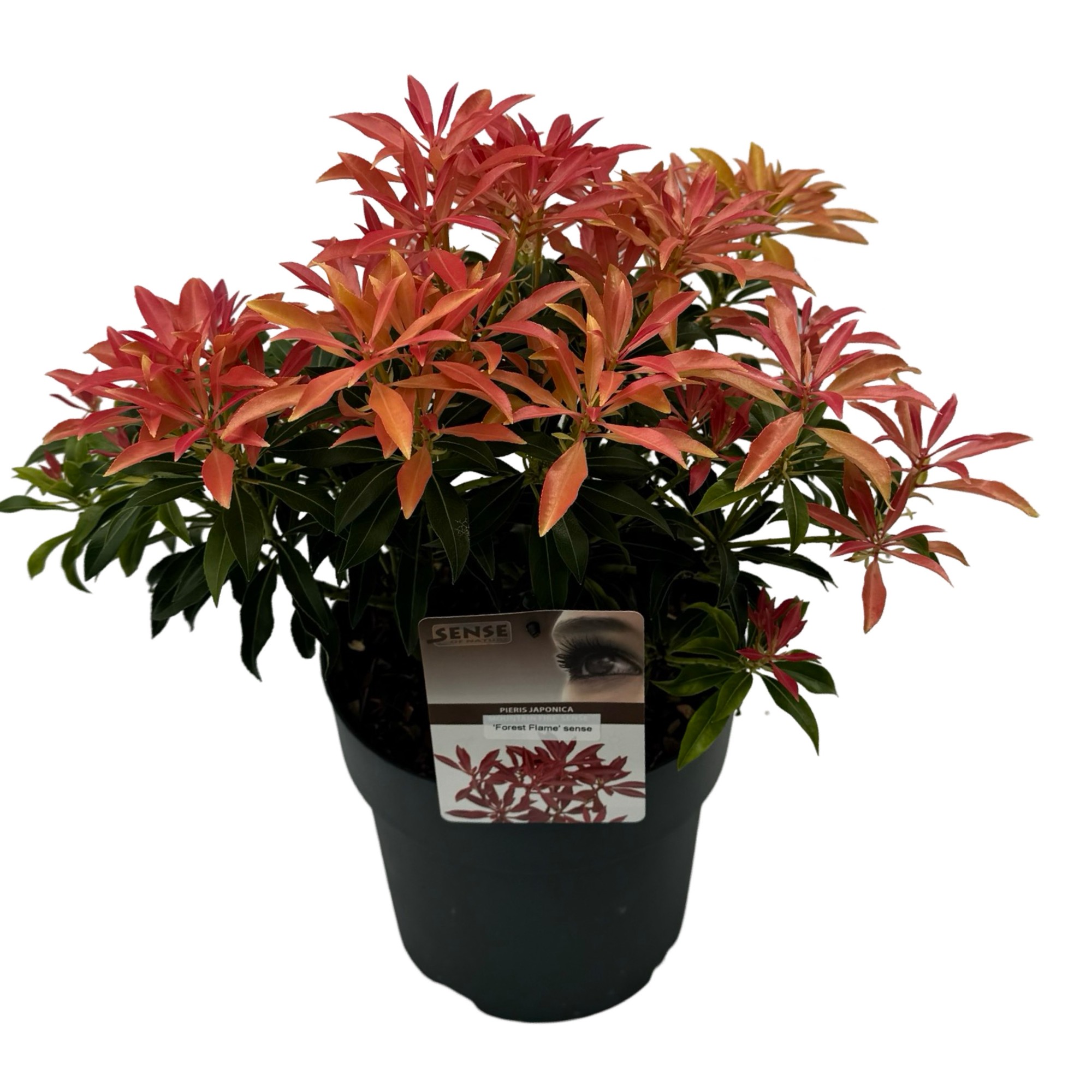 Picture of Pieris jap. Forest Flame sense P23 40CM