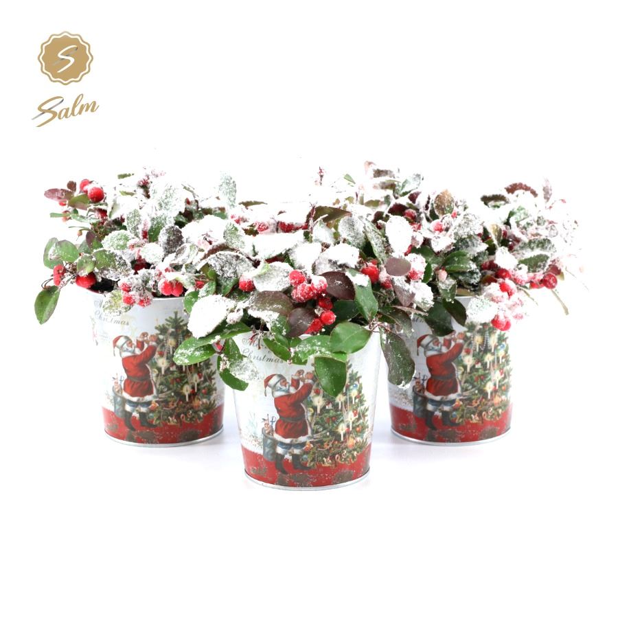 Picture of Gaultheria pr. Big Berry P10 in Zinc Santa + Snow P12