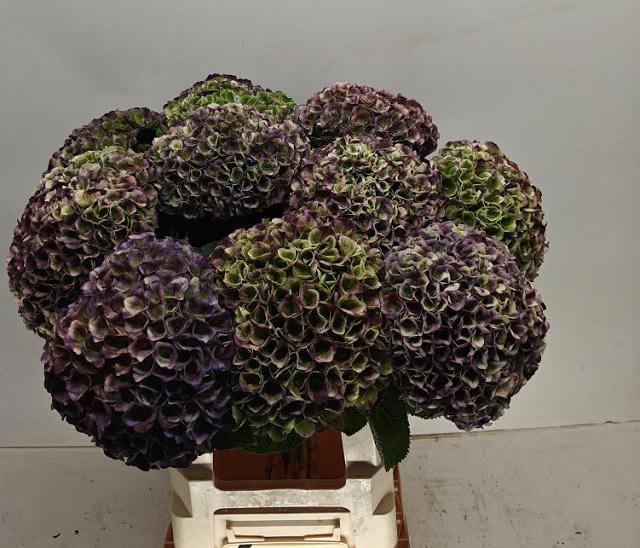Hydrangea Revolution Pink/green 60cm 18Ø