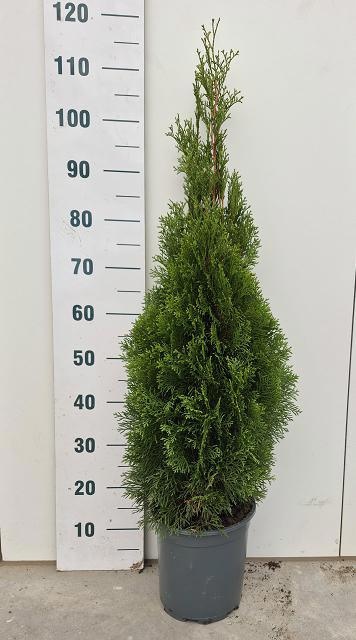 Thuja O Smaragd 24Ø 120cm