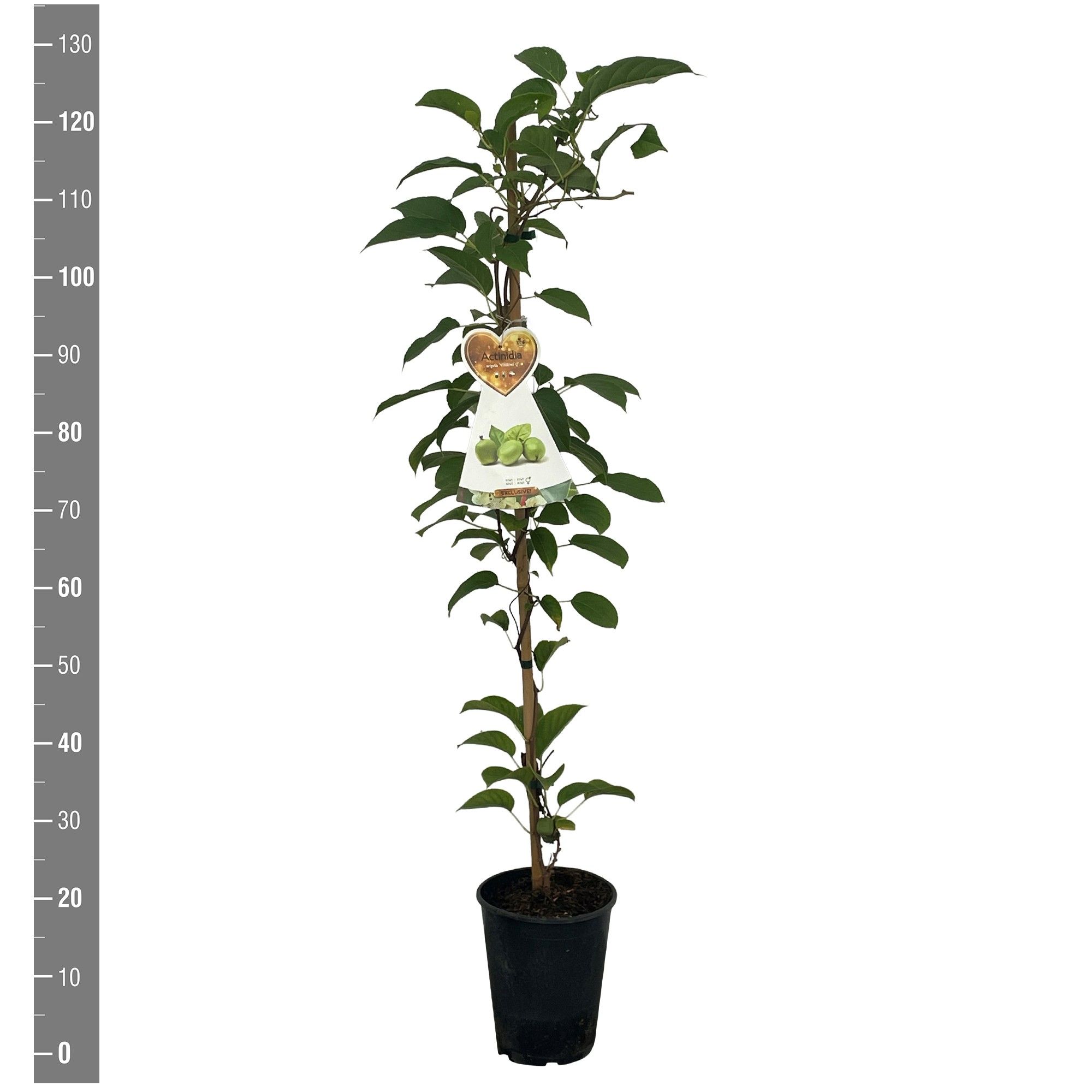 Actinidia arguta 'Vitikiwi' aanstok kiwi zelfbestuivend