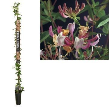 Picture of Lonicera per. Serotina +Long & strong label P23 210cm