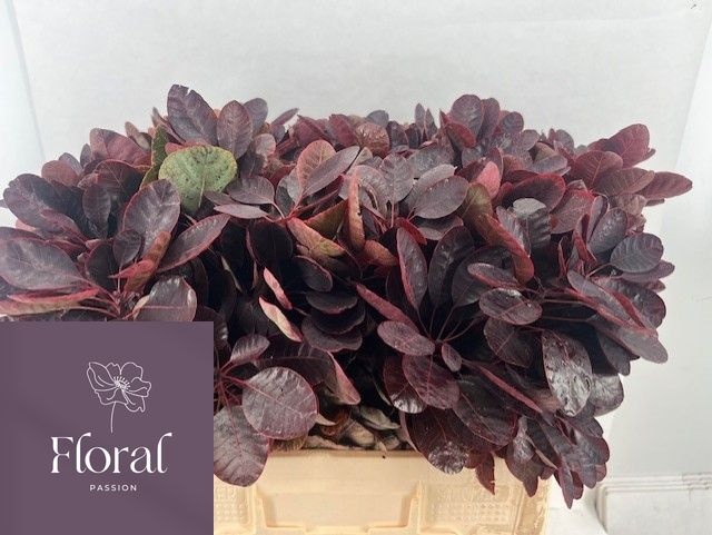 Cotinus Royal Purple 60cm
